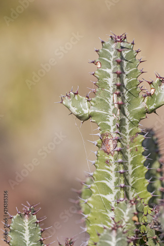 Green spiny cactus.