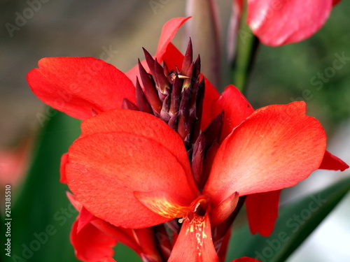 Canna, Blumenrohr