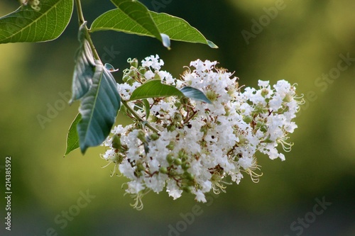 White crepe myrtle blossoms photo