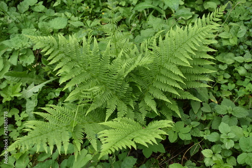 Lady fern in nature