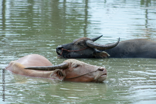Thai buffalo is soaked in a pond