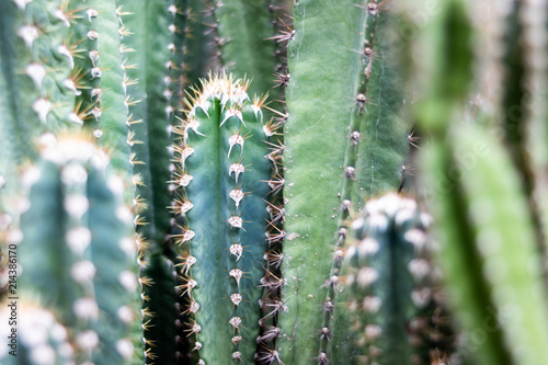 close up green cactus