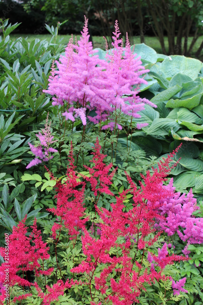 Garden with purple and pink astilbe plants