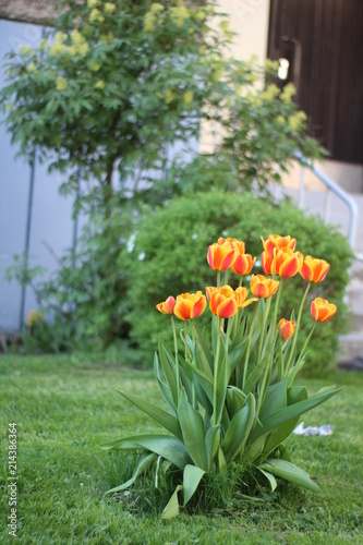 Tulips on the lawn