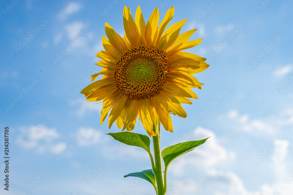 Growing Sunflower - Most Summer Flower like no other Plant Growing Sunflower - Most Summer Flower like no other Plant