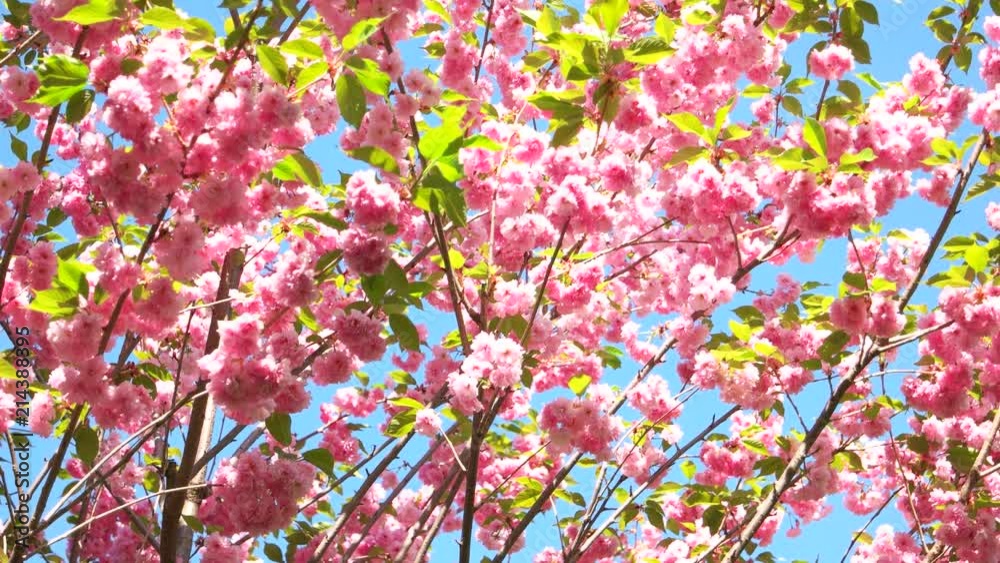 Pink sakura flowers close up. Beautiful tree blooming over blue sky. Beauty of spring blossom. Pink sakura flowers close up. Beautiful tree blooming over blue sky. Beauty of spring blossom.