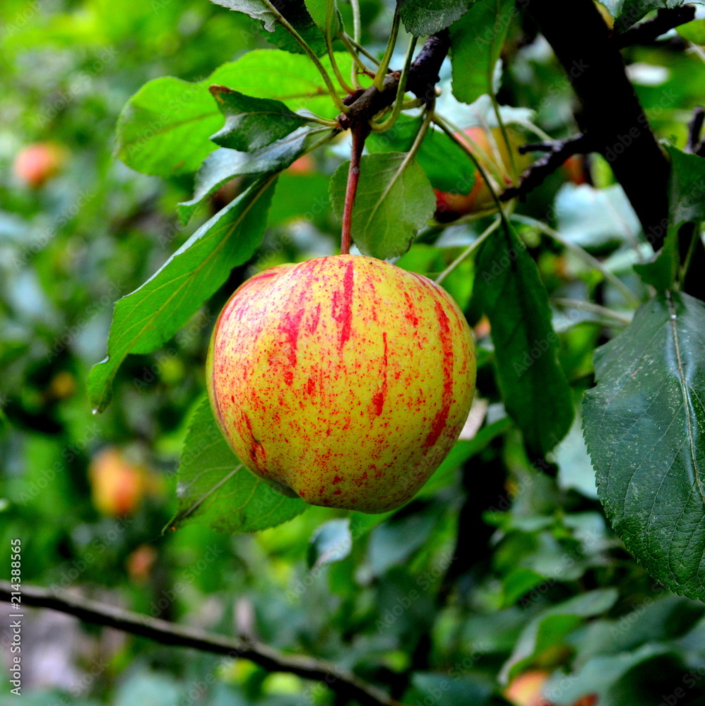 Fruit madness. Small apples in an apple tree in orchard, in early summer Fruit madness. Small apples in an apple tree in orchard, in early summer