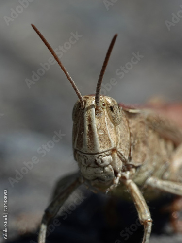 Grasshopper (Orthoptera)