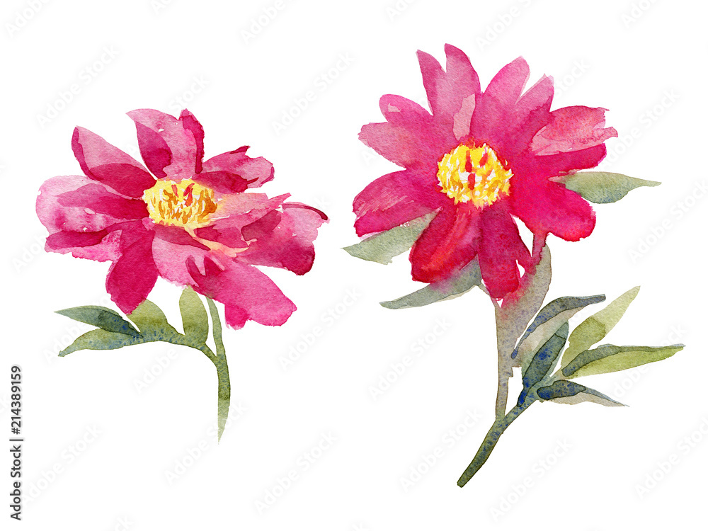 Obraz premium pink peony