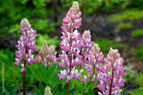 Pink with white lupine in the garden close-up.
