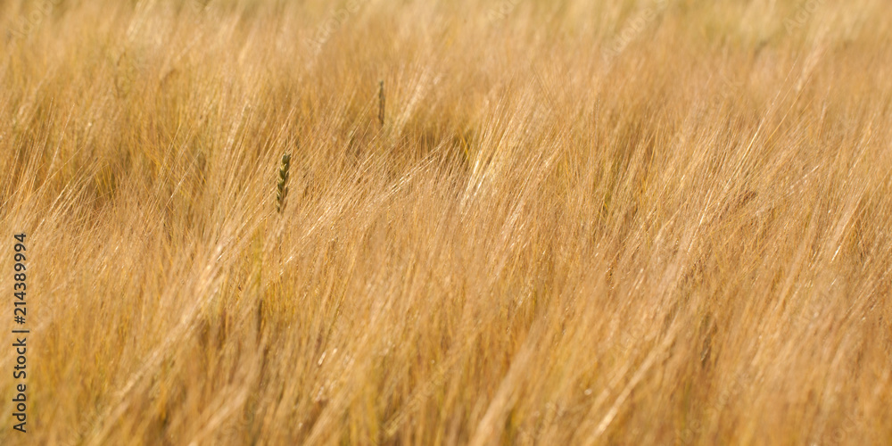 ears of rye in a summer sunny field ears of rye in a summer sunny field