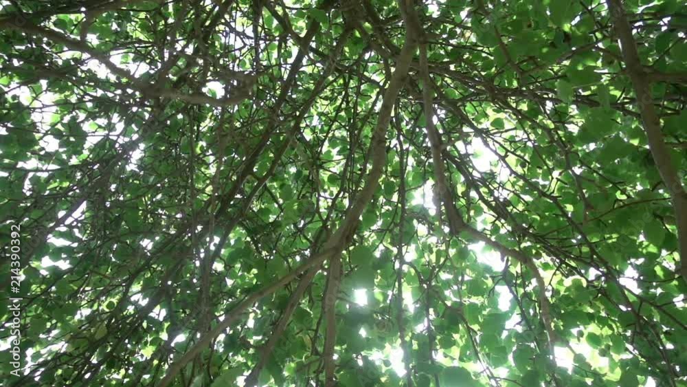 The sun's rays make their way through the crown of the apple tree, slow motion The sun's rays make their way through the crown of the apple tree, slow motion
