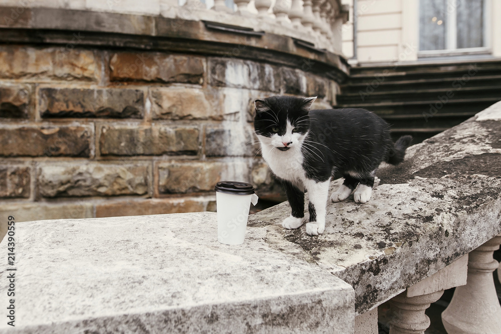 portrait of cute black and white cat sitting on old stairs of castle near coffee to go cup in european city street in autumn