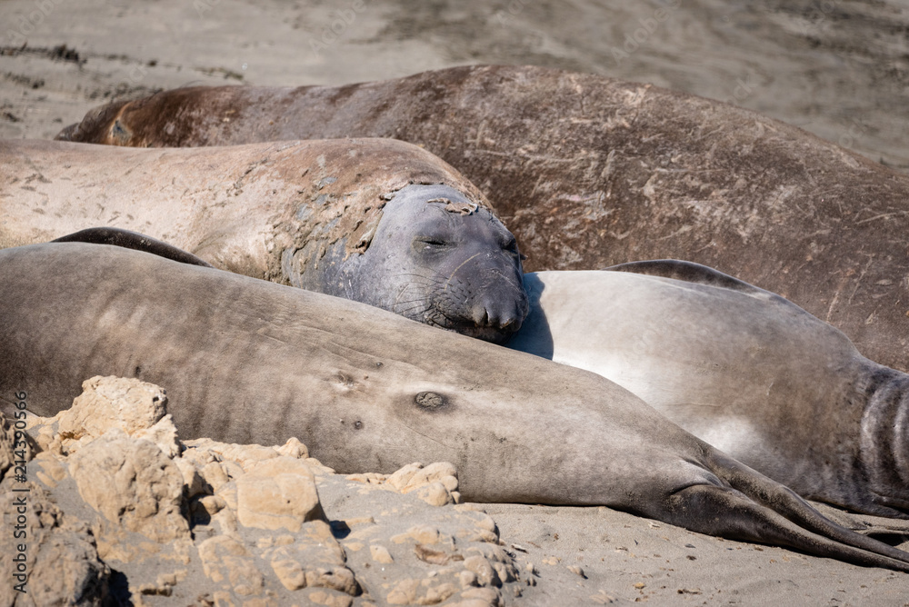 Fototapeta premium Elephant seals on the shore in San Simeon, California.