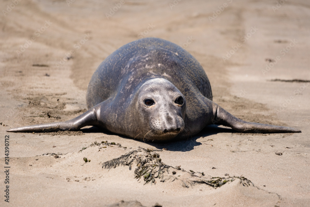 Fototapeta premium Elephant seal on the shore in San Simeon, California.