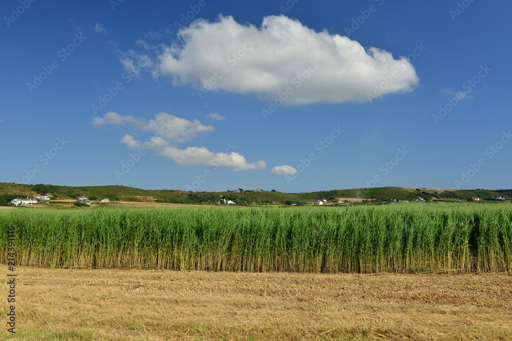 Obraz premium Water reed, Jersey, U.K. A marshland plant used in roof thatching, the dry edge has been harvested already.