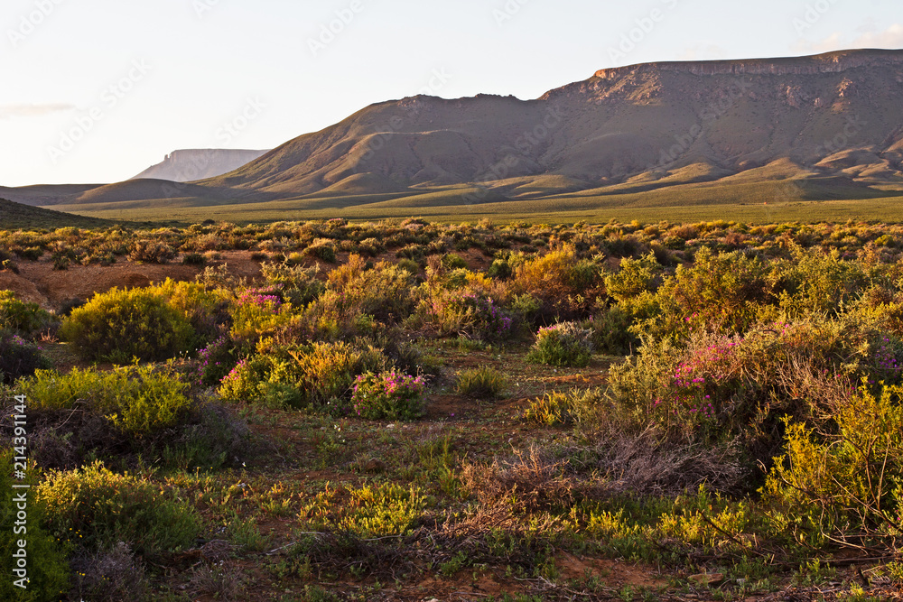Afternoon landscape of Karoo flowers and mountain
