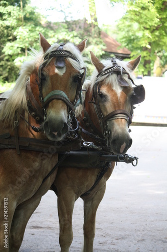Jumping Reims parc de champagne