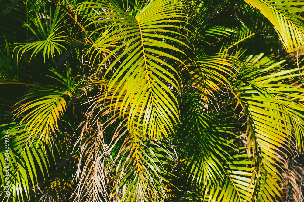 close-up of beautiful subtropical palm trees