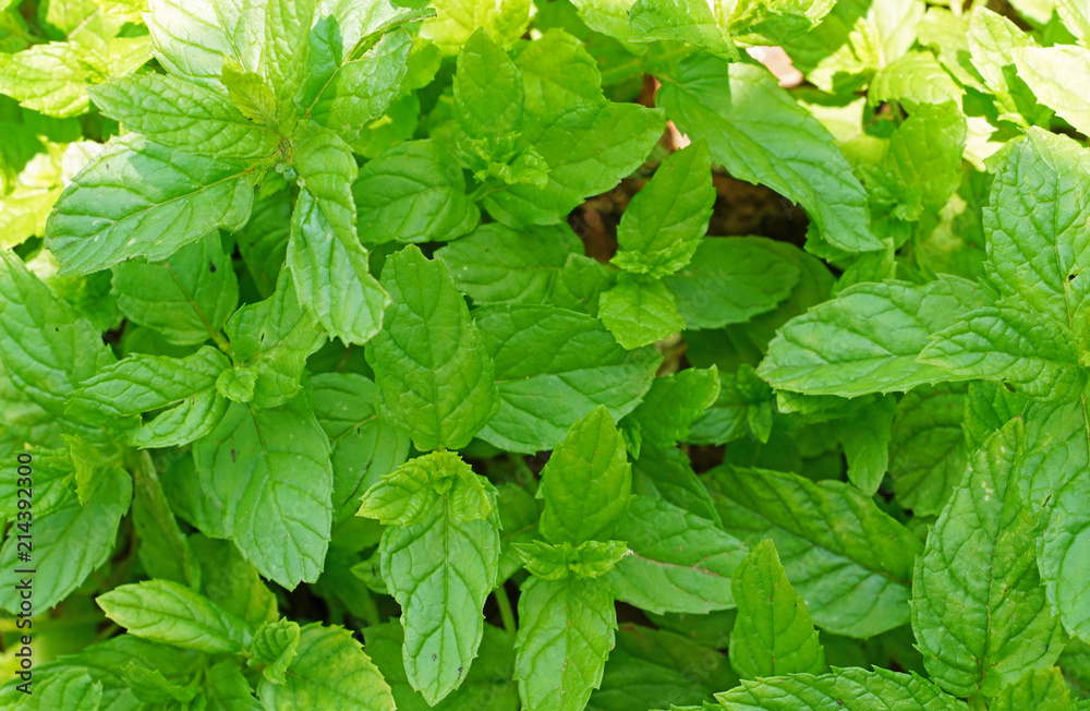 Top view of bright spearmint growing in the garden. Top view of bright spearmint growing in the garden.