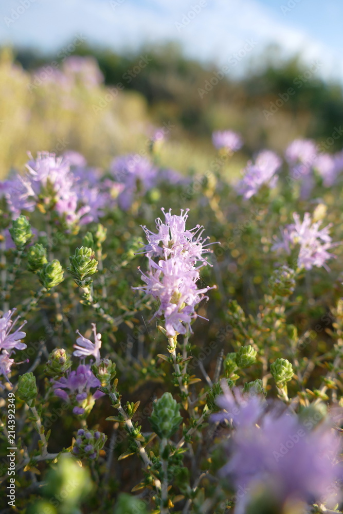 Obraz premium Blüte vom wilder Thymian