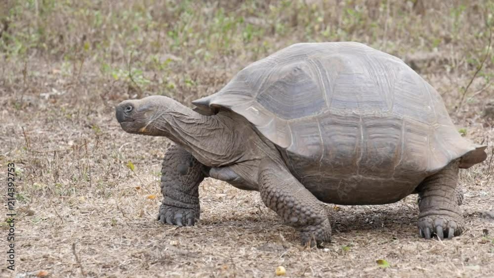 Galapagos Giant Tortoise at Santa Cruz walking Galapagos Giant Tortoise at Santa Cruz walking