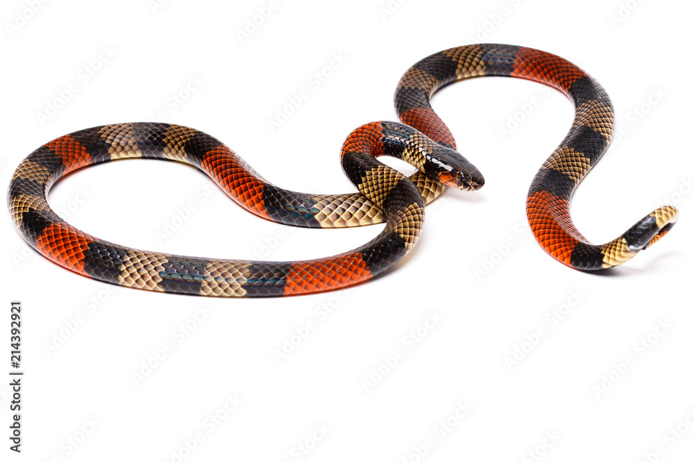 Naklejka premium Amazon Coral snake (Micrurus spixii)