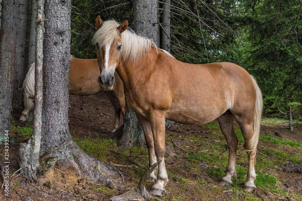 Haflinger Pferd im Wald