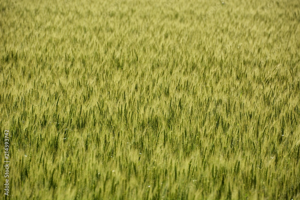 Ears of wheat swaying in early summer wind Ears of wheat swaying in early summer wind