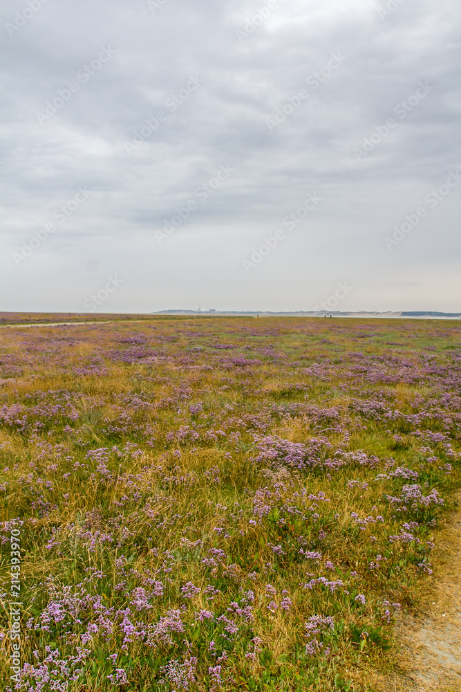 Baie d'Authie Baie d'Authie