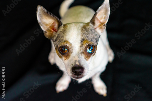 Chihuahua © Pitougraphe