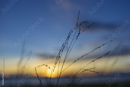 Grass on sunset