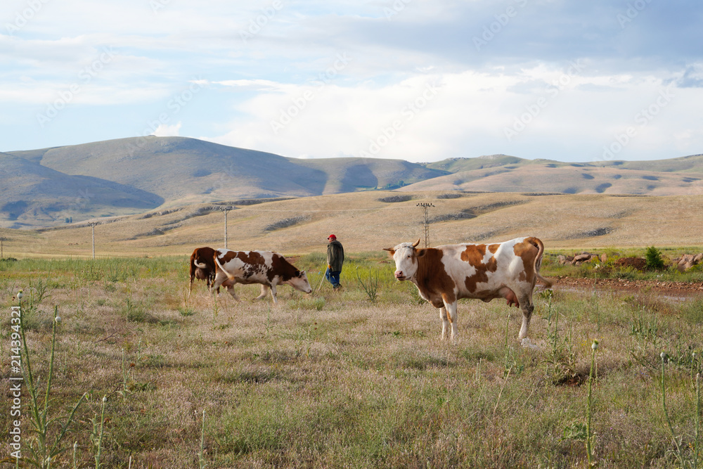 Obraz premium Cattle grazing on hills, Kahramanmaras, Turkey