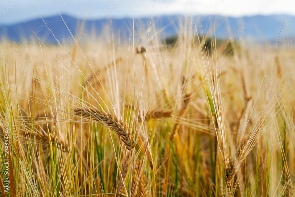 Golden wheat field with blue sky in background Golden wheat field with blue sky in background