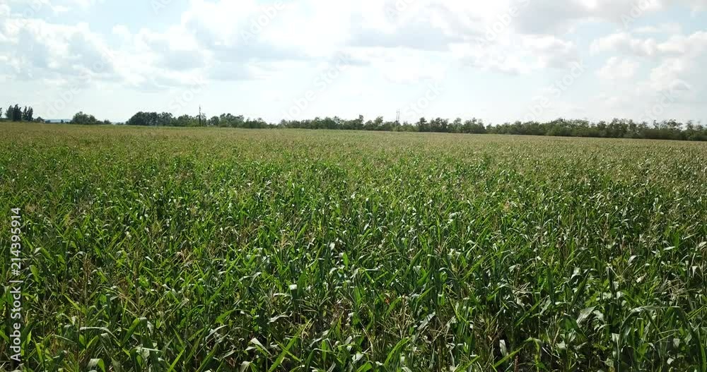 Corn field Corn field