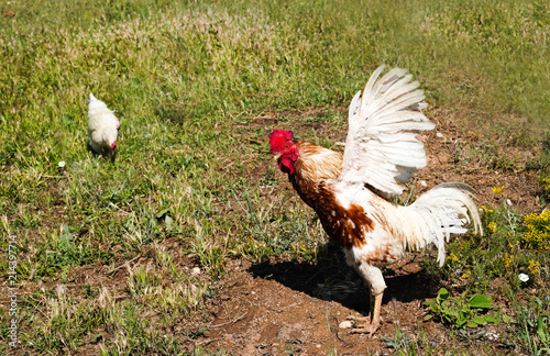 Foto Rooster flapping its wings in green grass and hen eating in background