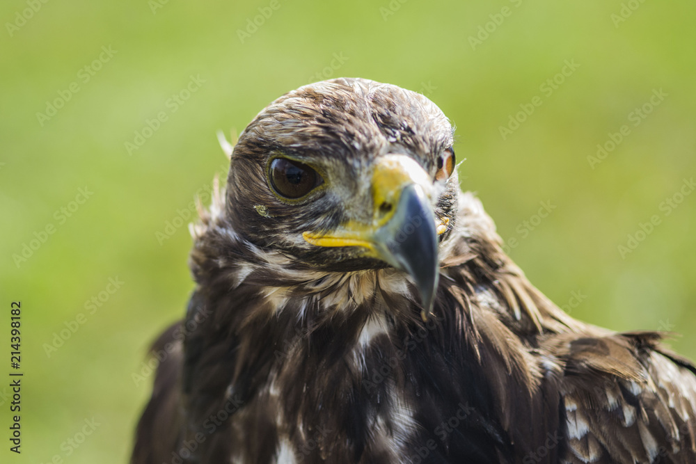 golden eagle sitting and looking, green bokeh grass behind, close up of bird animal golden eagle sitting and looking, green bokeh grass behind, close up of bird animal