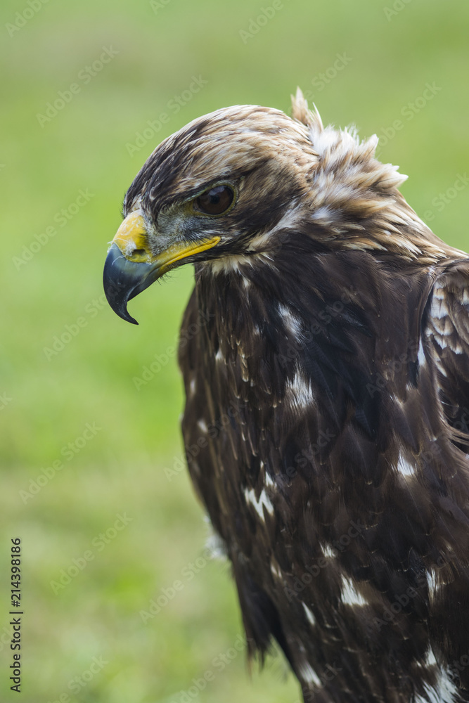 Fototapeta premium golden eagle sitting and looking, green bokeh grass behind, close up of bird animal