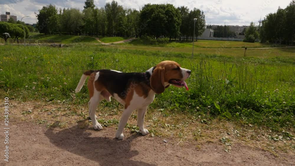 Beagle dog with hanging out pink tongue in hot summer day Beagle dog with hanging out pink tongue in hot summer day
