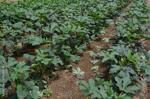 Cultivation of Okra