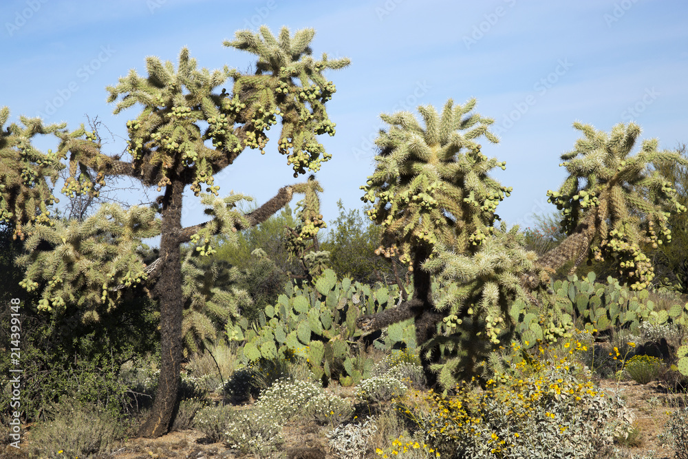 Tall Jumping Cholla Cactus in Tucson, Arizona Tall Jumping Cholla Cactus in Tucson, Arizona