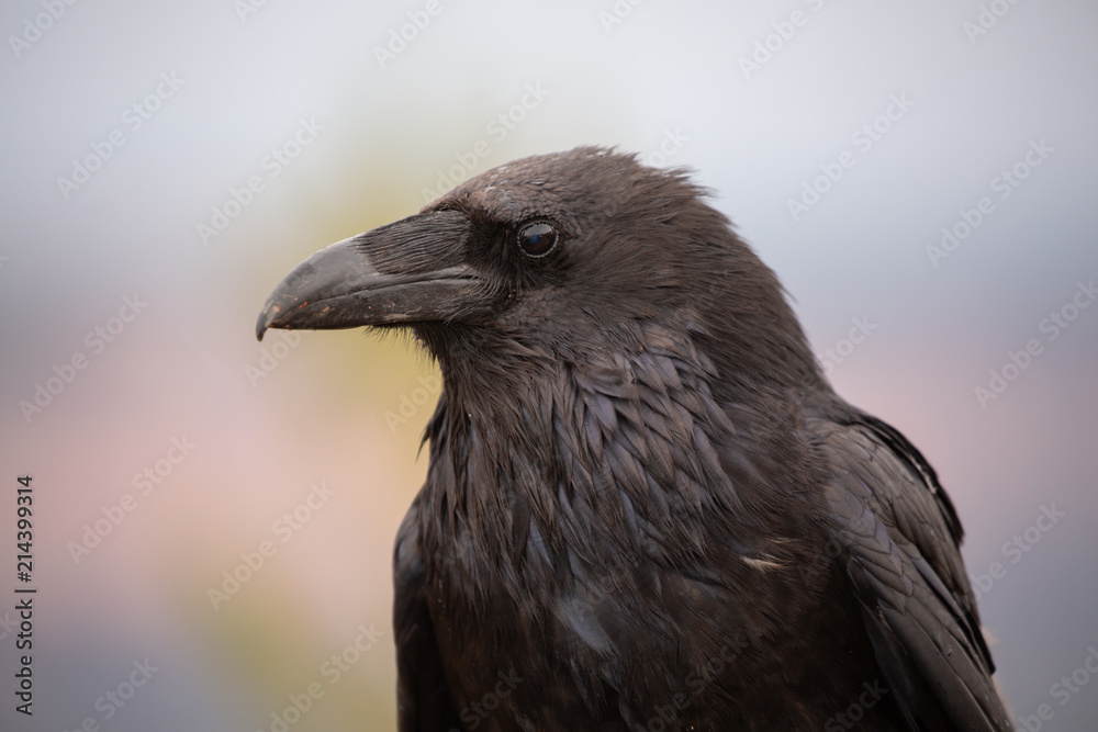 Fototapeta premium A head and shoulders portrait of a raven on a breezy day with the bird looking to the left