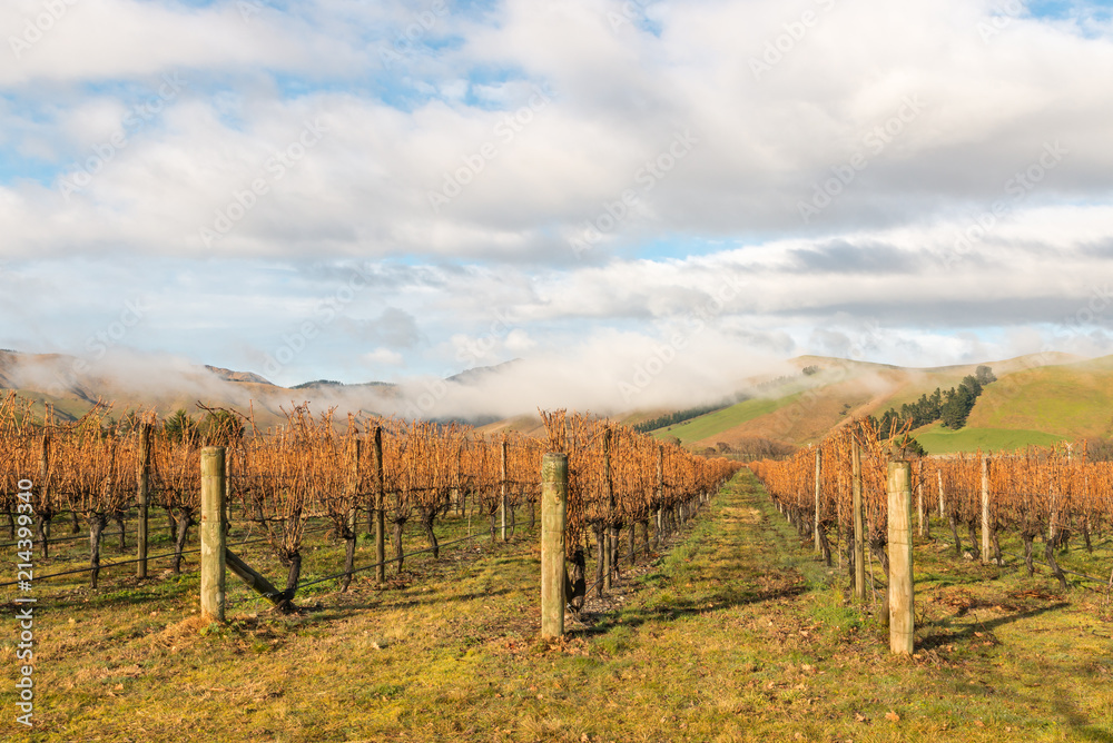 autumn vineyards landscape in Marlborough region, New Zealand