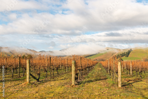 autumn vineyards landscape in Marlborough region  New Zealand