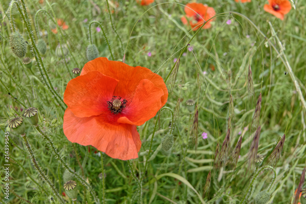 Fleur de coquelicot au milieu des champs dans le département du Pas-de-Calais, France Fleur de coquelicot au milieu des champs dans le département du Pas-de-Calais, France