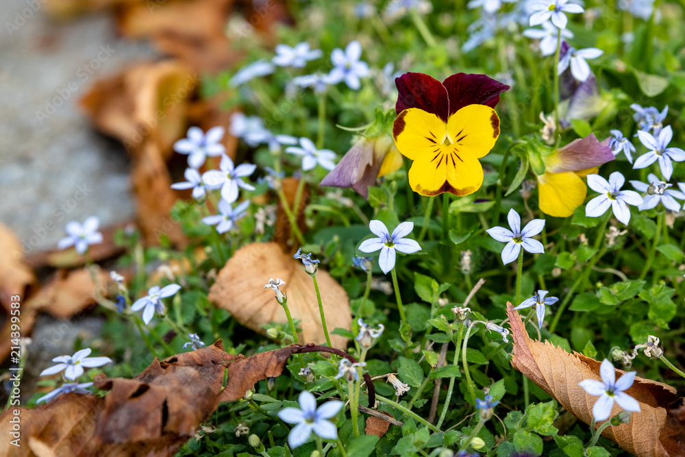 Close up of summer garden with blue star creeper ground cover and yellow and purple pansies in bloom, with fall leaves
Close up of summer garden with blue star creeper ground cover and yellow and purple pansies in bloom, with fall leaves