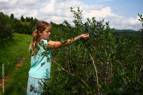 Young Girl Picking Fresh Blueberries