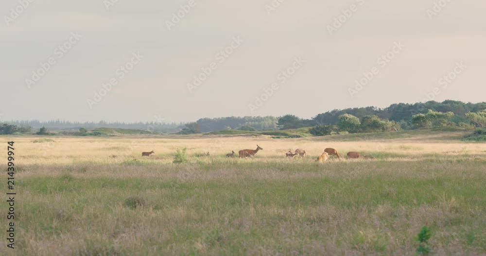 Deer heard eating grass in north Europe in the evening morning magic hour Deer heard eating grass in north Europe in the evening morning magic hour
