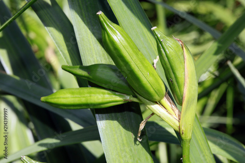 Fototapeta Naklejka Na Ścianę i Meble -  unreife Früchte der Sumpfschwertlilie ( Iris  pseudacorus)