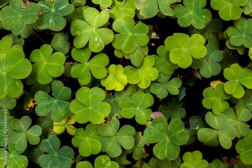 Lush green carpet of redwood sorrel (Oxalis oregona), a groundcover in redwood forests of the north coast Lush green carpet of redwood sorrel (Oxalis oregona), a groundcover in redwood forests of the north coast